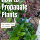 The Skill That Keeps Giving: Why Every Gardener Should Propagate
